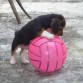 jugando con su pelota, mas grande que el jaja