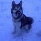 mi husky aqui tiene 6 meses