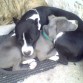 durmiendo con mi futuru novio chacal por ahora es mi hemanito
