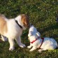 hugo jugando con su amigo ron