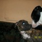 Duke 
conociendo a su nueva amigita y futura polola
jajajaj
hai nos vemos 
saludos a todos k pasen 
aver las fotitos de mi dos DOG