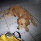 descansando... que flojera!!!!!