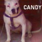 candy