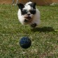 ZEUS CORRIENDO DETRAS DE LA PELOTA.