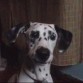 (LUA) leeme
Esta cara tontita es nuestra Lua -dalmata,con 14 meses de edad ya , :O Es poquito,bueno sobre todo la ha regalado mucha felicidad a (Ari)-Pitbull.La pobre como sabreis (y a los Que no),Ari se nos esta muriendo x vejez,y como decia antes a pasado una gran vida y sin malos medios por delante suya,hasta su final.La Lua comparecio de darla felicidad s obretodo Ari estaba muy sola,Siempre rodeda de compañia humana,ya que por su fama de raza la gente rechaza eL juego y amistad que ocasiona esta raza PitBull ..Ari es y siempre sera un Pitbull muy diferente a los que comparecen de juegos rabiosos o violentos y su instinto en vez de rebajarlo lo aumentan y su educacion y instinto siempre seran incorrectos,ya que cualquier Pitbull siempre tendra su instinto,ha Su nivel.
A la (Ari) se lo rebajamos con los buenos medios de compañia de Lua y familia.Tambien aprendio cosas malas,sin hacerla jamas daño fisico ni moral..Ellos aprenden a lo que es (NO) y a lo que es (SI)..Se necesita paciencia y calma si comienzas a  educarlo O enseñiarlo,su educacion puede ser muy eficaz a los juegos Y amistad.Creo que mas que un chiguagua o perritos pequeños(respeto)Tuve una..sigo.Pero Ari nO tuvo relacion con animales,No dicho nunca solo un 10% en 14 años.Hasta que llego Lua ,una compañia de un dalmata,encantada de jugar aunque haya malos momentos y buenos..Ari esta desde que llego Lua a casa,Ari se siente feliz,gracias ha Lua por su instinto animal hacia Ari, y por la gran vida que ha pasado esta gran PitBull ,sin haber pegado en su vida un mordisco o Gruñido,Lua Sigue Sus Pasos Por Que (Piensa Que es Su madre Ari-). Lua Yeva desde los 2 meses con ari hace ya 14 meses,Y Ari tiene 14 años de edad y tiene complejo de madre, :) Y Lua Entonces Por Logica Se Siente Hija De Ella..Sigo. La Edad Para PItbull Y Pobrecitos de ellos tienen corta edad desde los 7 - a - 10+12 años de edad,con sus basicas operaciones de tumores  y quistes.La mayoria de Pitbull lo tienen y la mayoria fallecen Y no llegan.No los operan por su largo dinero o no les interesa.Caso natural.pero se puede evitar O no hay remedio. Con esa basica operacion,le regalamos a nuetros perros 3 o 4 años mas..y felices viviran sus cortas vidas.Como Sea,Lua es un gran dalmata por haber hecho a Ari feliz estos 14 meses  + 7 o 8 que le quedan :( .Un Cordial Saludo - Chriss.f.Biografia Por Chriss.f & mar.G
