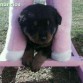 soi un rottweiler me llamo bombo