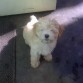 Shoo!! que besha soy