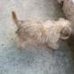 buscando su comida