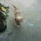 pasear