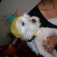 Mi Perro En halloween de pillito