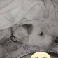mi peke regañada por su dueño