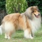 rought collie clasico