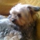 mi yorcky