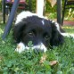 Oreo in the garden 