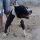 DRAGO (DISPONIBLE PARA MONTAS pedegri loe ) TLF 669058373