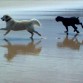 con su amigo choco en la playa de Loredo (Cantabria)