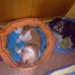 yacko y noa cada uno en una cama