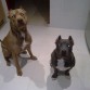 rocco y bestia 