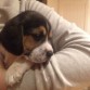 Beagle 2 meses