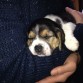 Beagle con 4 semanas