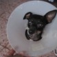 Padua II, con su carita de ansiedad, odia su collar isabelino