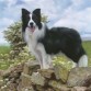 border collie negro 