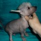 Macho Hairless nª2
Reservado
***Vendido***
Se nos va a ALICANTE