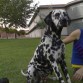 La perra de mi novia, y la novia de mi perro
xDD
