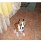 llegada a casa del vete de cortarle las orejas... to chula ella!!!! ahora si que impone jiji...