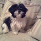 hola me llamo kira. sou uan shihtzu  .tengo 6 meses..me gusta jugar y dormir mucho 