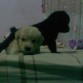 mis cachorros