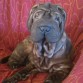 sandy con 7 meses