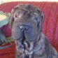 sandy con 7 meses