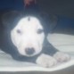 Se ke no es pura sospecho que es pit bull con bull terrier esta es cuando me.la dieron