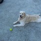 Descansando despues de coger la pelota