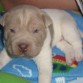 shar pei floreado lila y blanco yeico un mesecito