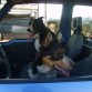Antar con Peluche, el perro de mi mejor amiga, en su camioneta.