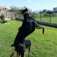 PASANDOLO PIPA JUGANDO CON LA PELOTA