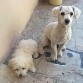 Spok y Lila