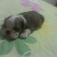 dond me miman muxo