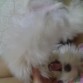 jugueton