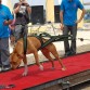 Zeron´s Pit Bull Kina WP