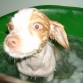 Su primer baño