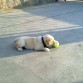 Jugando con la pelota