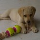 Jugando con su juguete preferido
