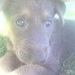 mi pequeño cachorrito de 1 mes