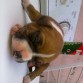 este es miop....el duke