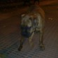 134 dias 14 kg (25/10/2010).