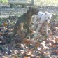 Con otro cachorro blanco de 8 meses, el dia de Navidad, como se pusieron de barro, derechos a la bañera.