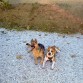 conan y loba